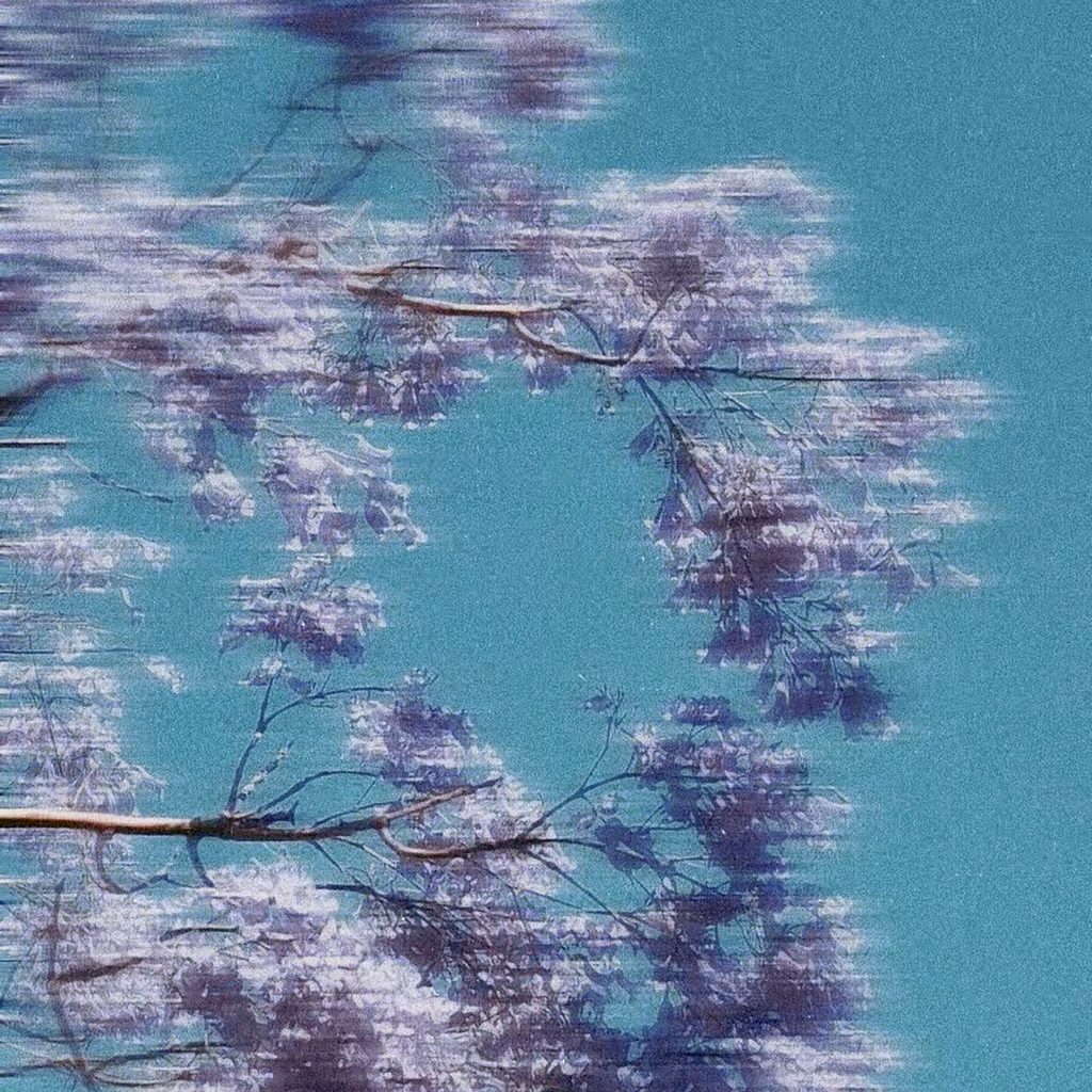 Palladian – Jacaranda